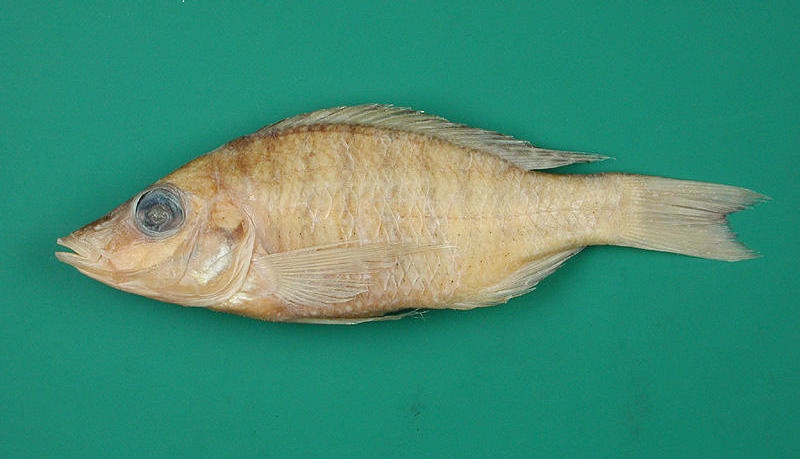 Placidochromis acutirostris 'Matema'